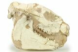 Fossil Oreodont (Merycoidodon) Skull - South Dakota #284208-1